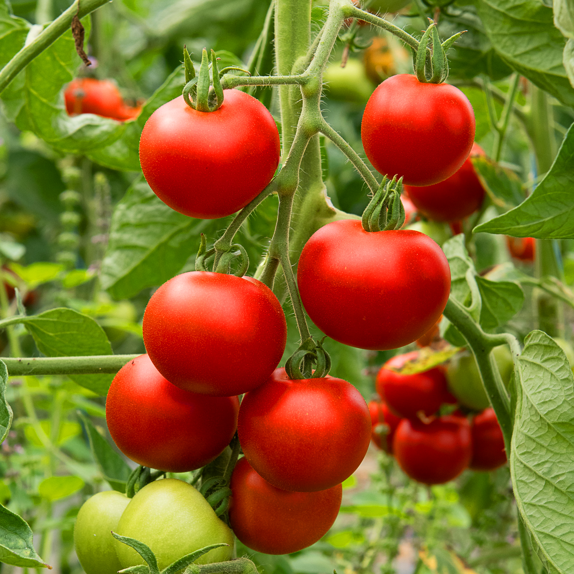 Tomate précoce de Quimper