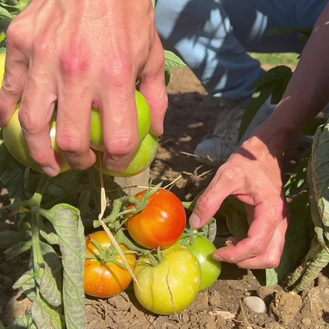 Vidéo de la récolte de la tomate casaque rouge