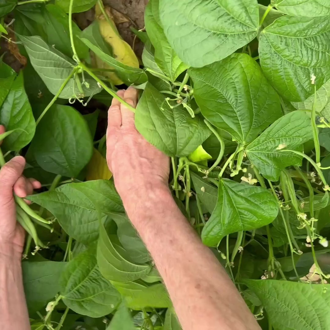 video de la récolte du haricot nain cupidon bio