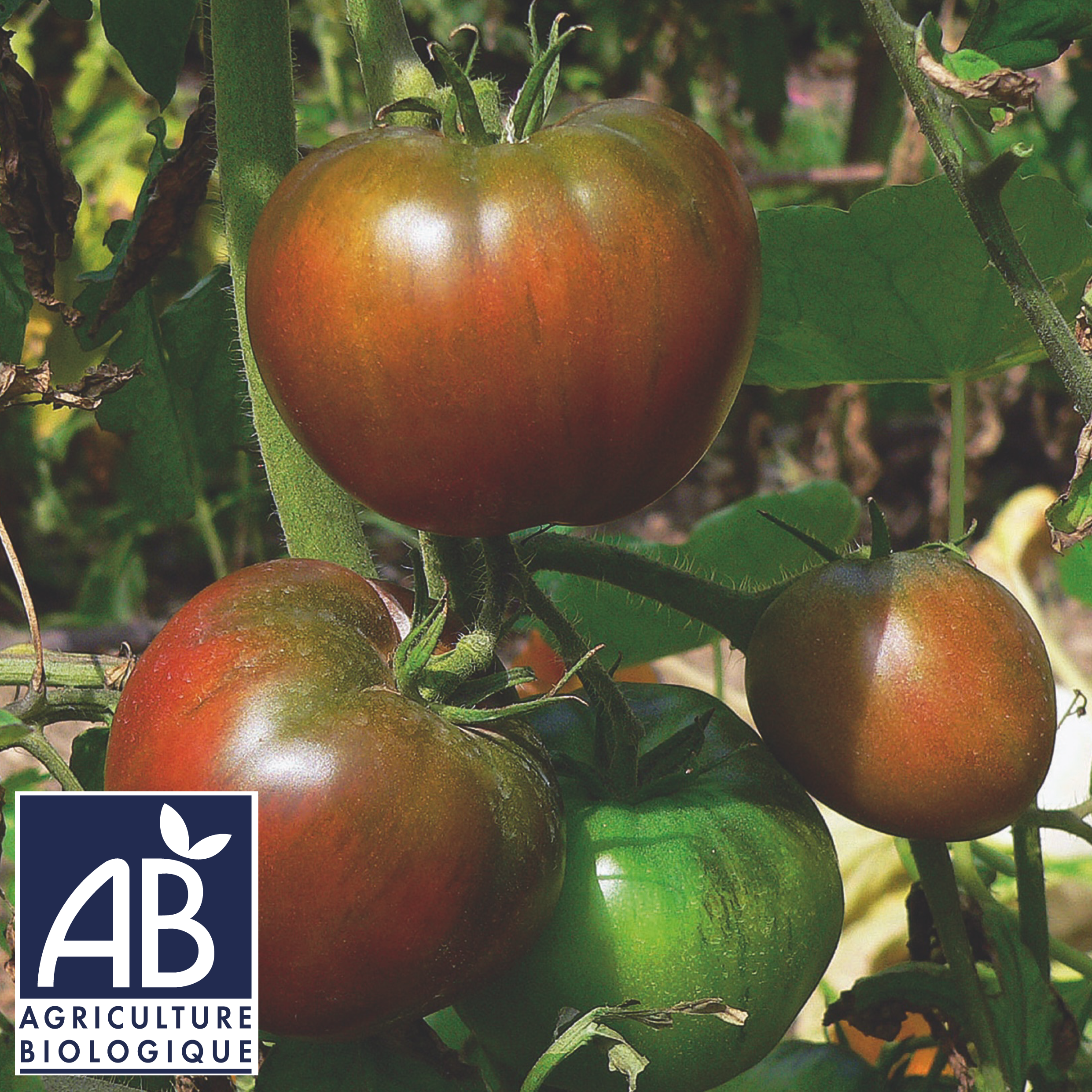 Tomate Noire de Crimée bio