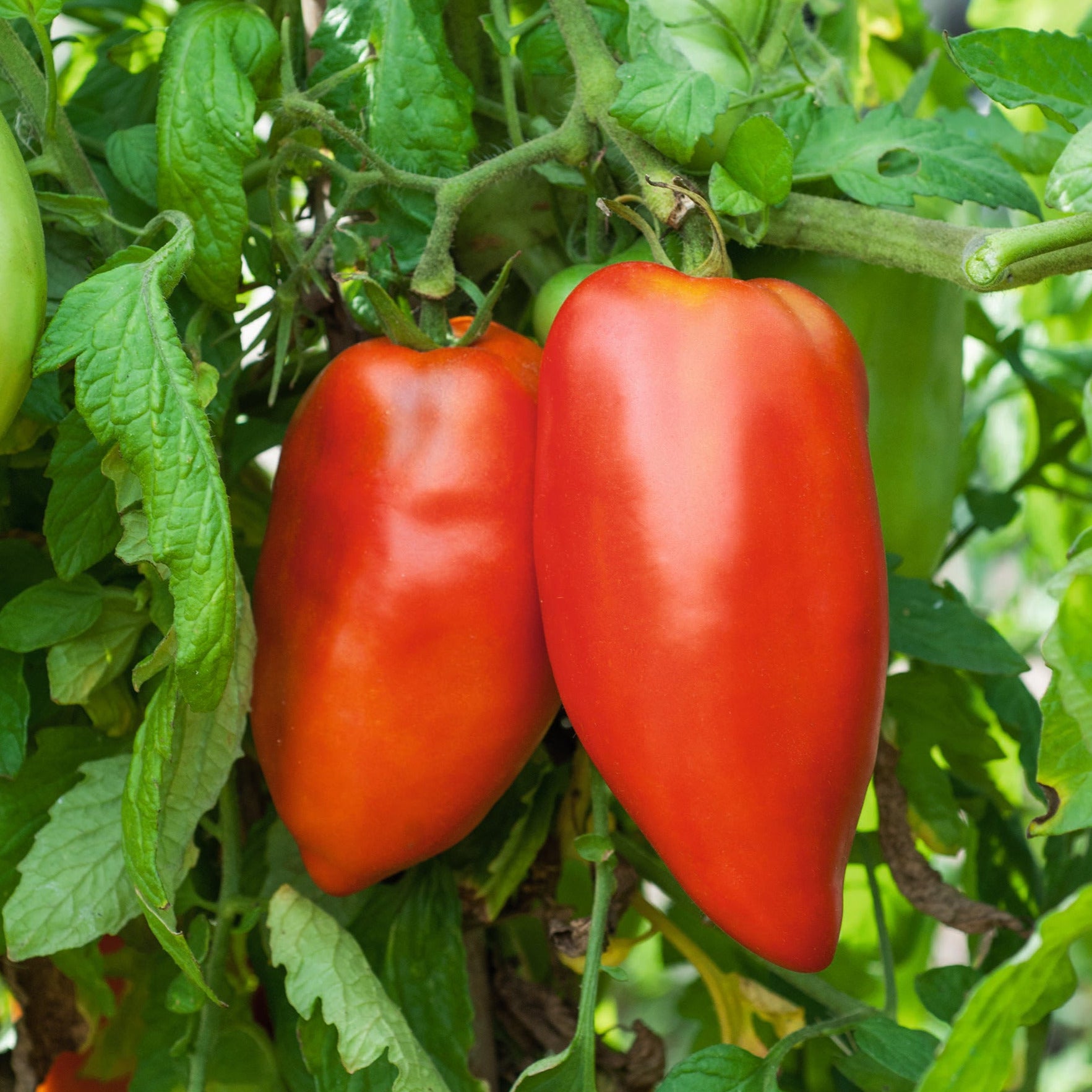 Tomate andine cornue