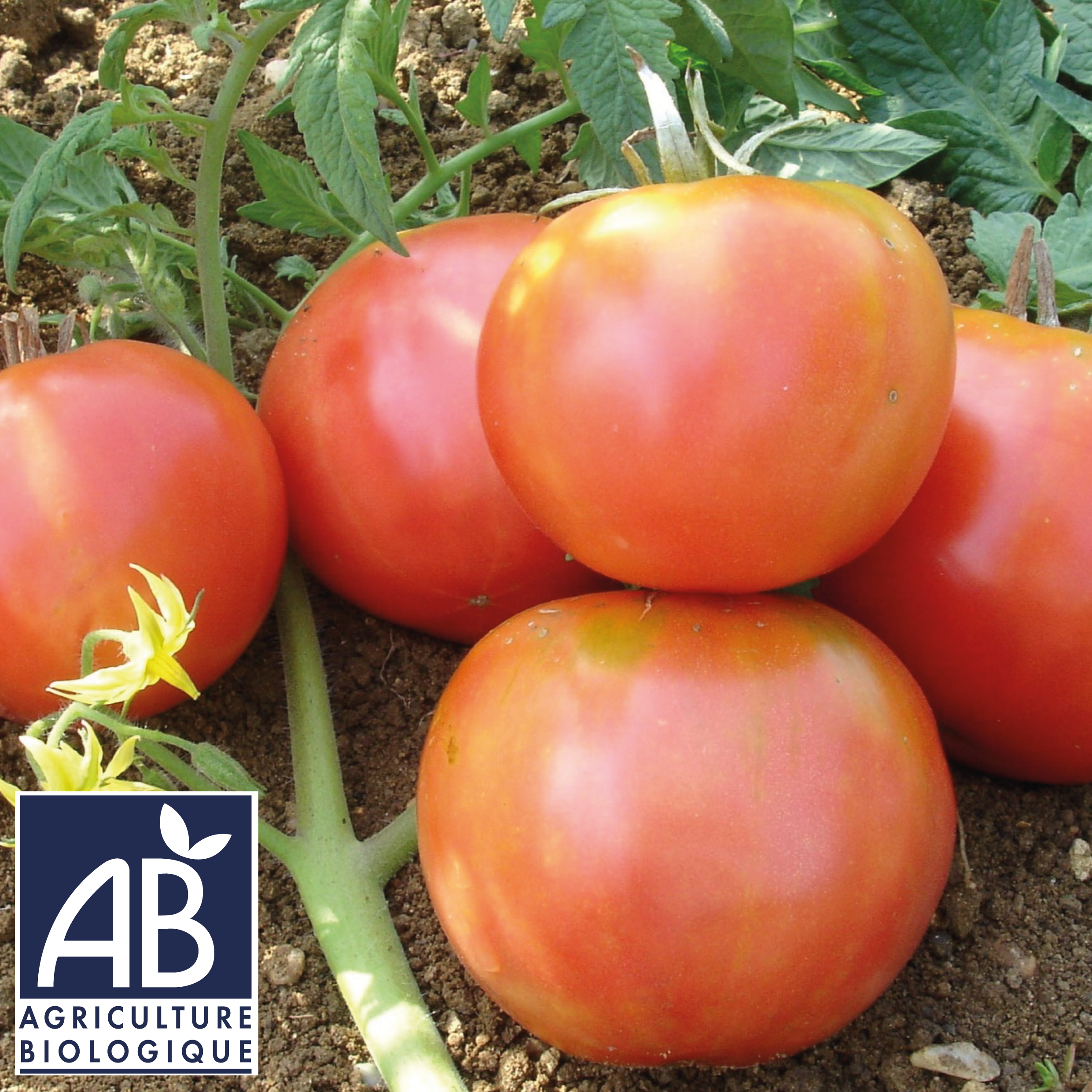 récolte tomate