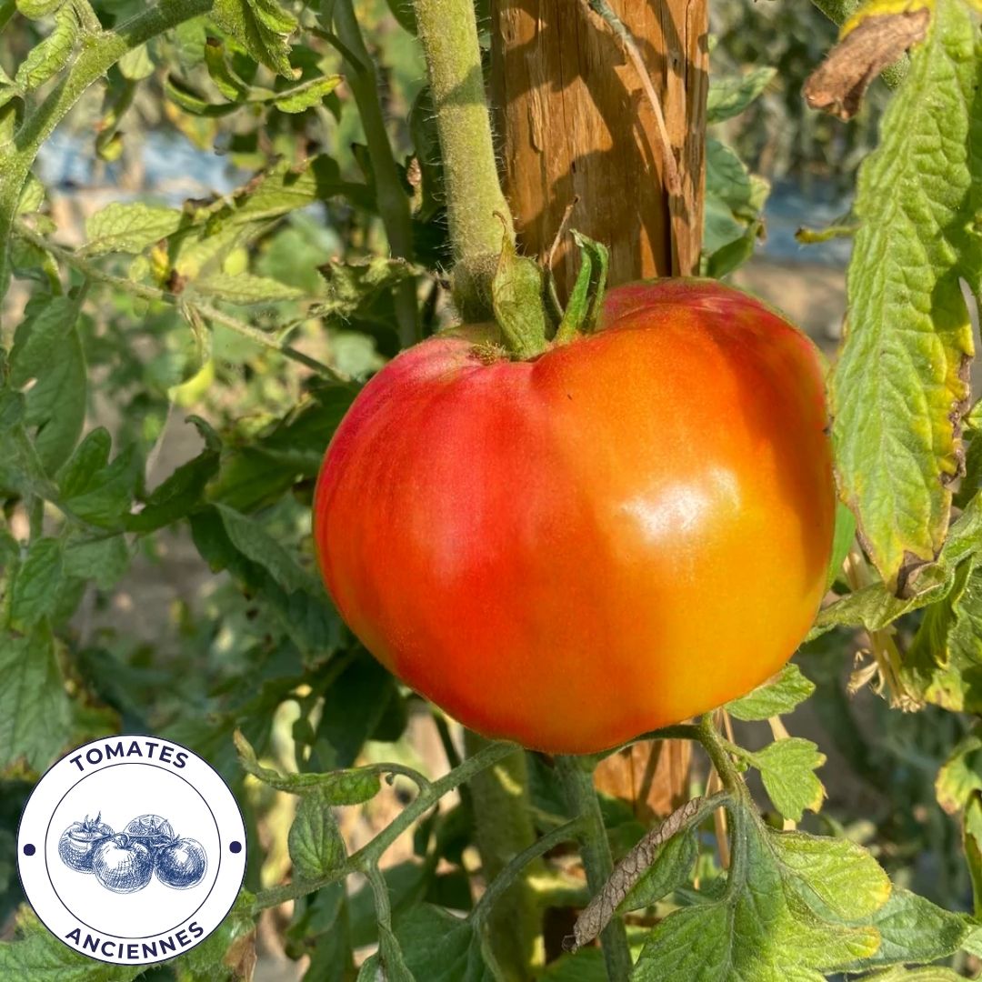 Tomate Gloire De France