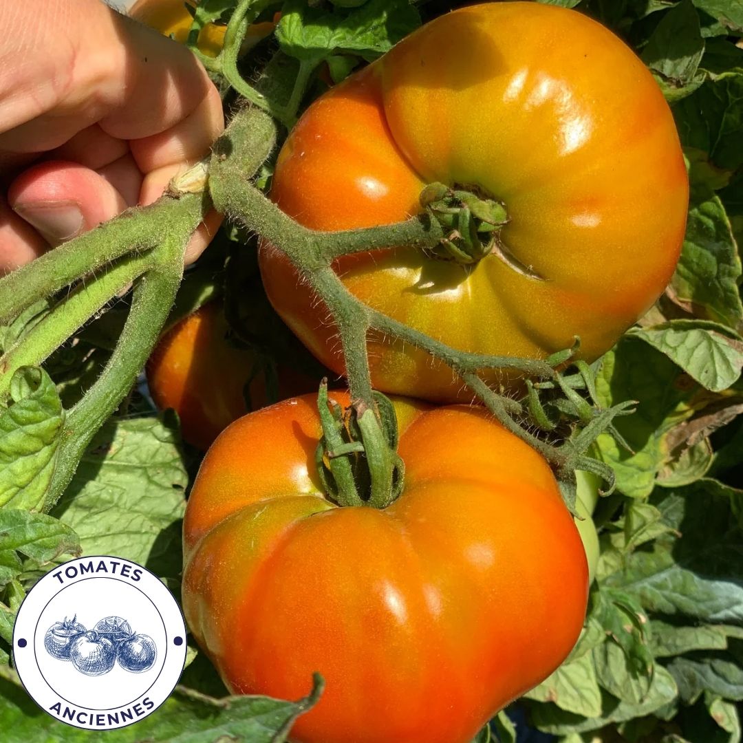 Tomate Rouge Naine Hative De Sainte Victor